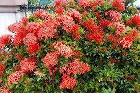 Image result for Ixora laurentii