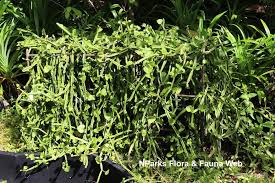 Image result for Cissus integrifolia