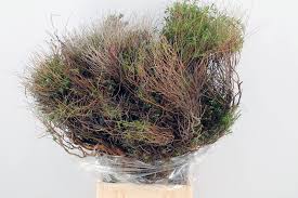 Image result for Euphorbia espinosa