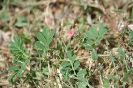 Image result for Indigofera garckeana