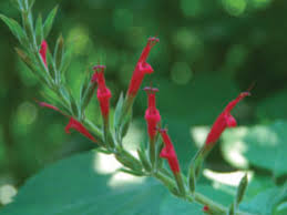 I started mine from seed that i bought from renee's garden. Best Salvias That Draw The Most Hummingbirds Horticulture
