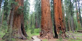 Check spelling or type a new query. Calaveras Big Trees State Park Outdoor Project