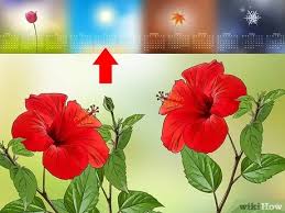 Parts of a gumamela flower. How To Propagate Hibiscus With Pictures Wikihow