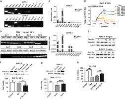 Alors que norbert planche sur les paroles : Rn1 A Novel Galectin 3 Inhibitor Inhibits Pancreatic Cancer Cell Growth In Vitro And In Vivo Via Blocking Galectin 3 Associated Signaling Pathways Oncogene