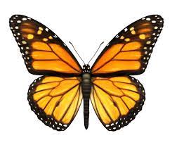They are grouped together in the suborder rhopalocera. Butterfly Definition Und Bedeutung Collins Worterbuch