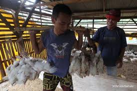 Maybe you would like to learn more about one of these? Produksi Ayam Lokal Dan Itik Naik 10 Di Tahun 2018