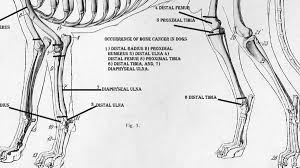 When dogs are fed with burgers, pizzas, kfc chicken, mcdonald food stuff by humans in general our body knows what cells we need and makes them when we want them but what happens when something goes wrong? 9mgfeb8arwt4fm