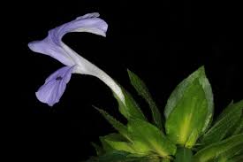 Image result for Barleria setosa