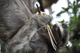 Sloth Sloth Animals Three Toed Sloth