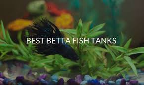 Choose peaceful fish compatible with bettas, and add them to the tank a week or so before these small fish are at risk of your betta's aggression when they are kept in small numbers but in large. Best Betta Fish Tanks Top 5 Fish Tanks For Bettas Betta Care Fish Guide
