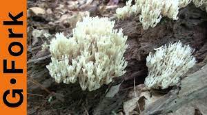 Maybe you would like to learn more about one of these? Edible Mushroom Identification Coral Mushroom Gardenfork Youtube