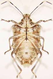 Stink Bug Brown Marmorated Stink Bug Stink Bugs Plant Pests