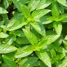 It can be used aromatically, topically and internally to address a number of health concerns. Organic Peppermint Tea Traditional Medicinals Herbal Wellness Teas