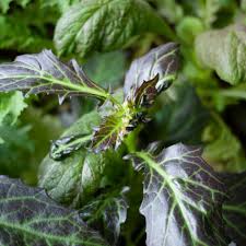 Image result for Gynura pseudochina