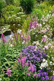 Image result for Lythrum