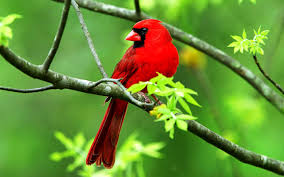 Beautiful birds wallpapers torrents for free, downloads via magnet also available in listed torrents detail page, torrentdownloads.me have largest bittorrent database. Bird Desktop Wallpaper Beautiful Cardinal Bird Wallpapers13 Com