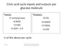 Cellular Respiration Glycolysis Tca And Etc