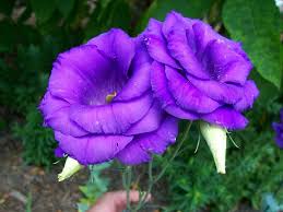 Interested in growing lisianthus but heard that they're difficult? Lisianthus Plants Learn How To Grow Lisianthus Flowers