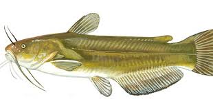 Black And White Striped Fish Florida Yellow Bullhead Fish Fish Pet Florida Fish