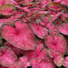 Image result for Caladium