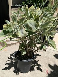 Image result for Kalanchoe brachyloba