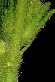 Image result for Hibiscus nigricaulis