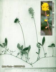 Image result for Lotononis bainesii