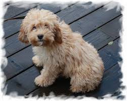 Apricot Cockapoo Saw On Today It Was Sooo Cute Kept Coming Back To Me Even When Its Owner Was Calling Him Away Cockapoo Dog Labradoodle Cute Dogs