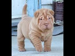 Puppies and dogs for sale in usa on puppyfinder.com. Bully Pei Puppies For Sale In Houston Texas Tx Mcallen Mckinney Mesquite Plano Youtube