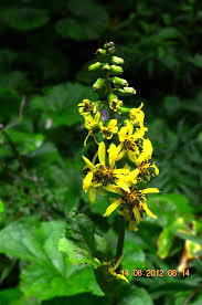 Image result for Ligularia sibirica