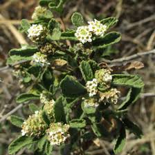 Image result for Lippia javanica