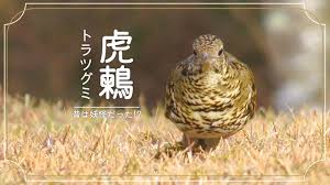 Image result for トラツグミ