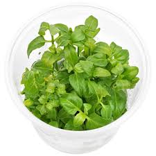 Image result for Floscopa sp.no.1