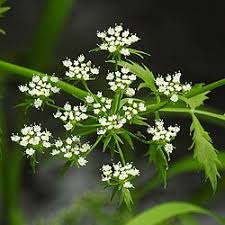 Image result for Berula