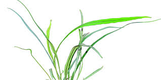 Image result for Elaphoglossum lancifolium