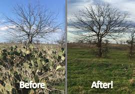 Certain species may be easier than others to propagate. How To Kill Cactus Home Facebook