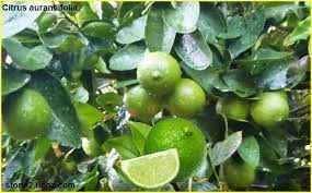 الليمون البلدي زراعة ومعلومات citrus aurantiifolia حمضيات النبات معلومان عامه معلوماتية key lime lime grapes