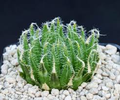 Image result for Oncocalyx bolusii