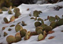Los cactus y las suculentas tomaron protagonismo en la decoración este último tiempo, tanto en los espacios de interior y como en exteriores. Cuidados De Los Cactus Y Suculentas Durante El Frio Invierno Entrecactus
