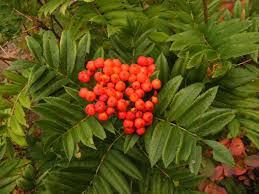 People use the berries and flowers to make medicine. Western Mountain Ash Sorbus Sitchensis Leaves And Fruit Wildlife Gardening Mountain Ash Ornamental Trees