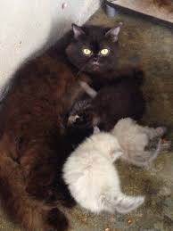 Последние твиты от anakbarudewasa (@anak_nakal_69). Gambar 4 Ekor Anak Kucing Yang Kucing Parsi Utara Facebook