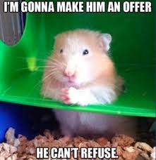 29 Of The Cutest Hamster Memes We Could Find So Far Let S Eat Cake