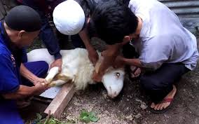 Jelaskan agar hewan yang disembelih halal dimakan! Cara Menyembelih Hewan Aqiqah Sesuai Syariat Islam