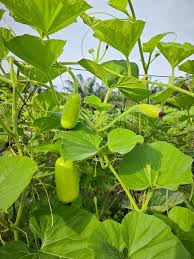 Image result for Lagenaria