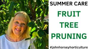 If so, what can i trim? How To Prune A Victoria Plum Tree Summer Plum Tree Pruning Tree Pruning Pruning Fruit Trees Plum Tree