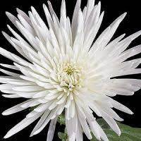 Pin On Flowers