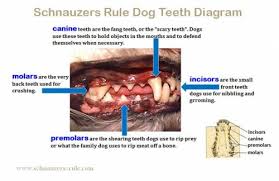 Dog Teeth Diagram Mouth Problems