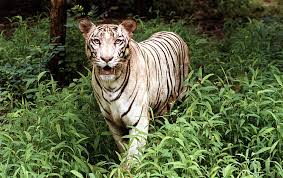 Such a tiger has the black stripes typical of the bengal tige. White Tiger Animal Facts Panthera Tigris Tigris Az Animals