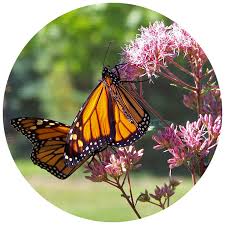How to germinate and grow milkweed seed. Gardening Basics Grow Milkweed To Help Monarch Butterflies Kidsgardening