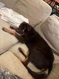 Lost and Found Pets of the Pinebelt